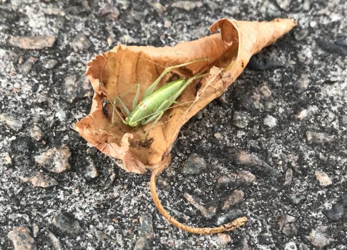 Boomsprinkhaan:poezie:HappyvdHeide