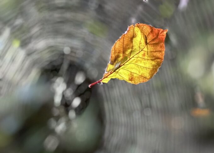 herfst/happyvanderheide